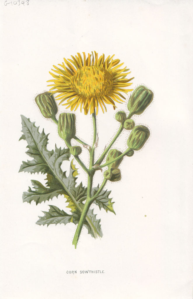 FLOWERS. Corn Sow-Thistle c1895 old antique vintage print picture